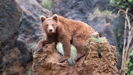 Obraz premium Cría de oso pardo mirando fijamente