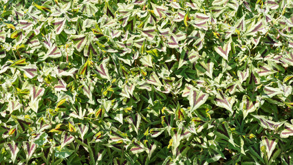 (Persicaria microcephala) Tapis dense de feuilles de persicaire, renouée microcéphale 'Purple Fantasy' dégradées de vert avec macule rouge sombre marginée de vert clair