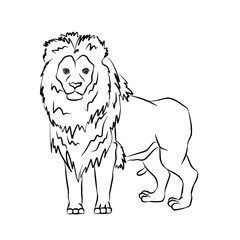 Illustration:Beautiful lion picture