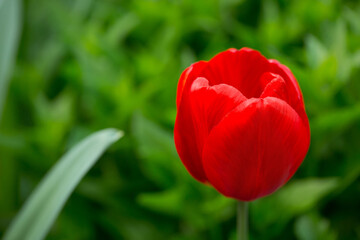 Naklejka premium Blooming tulips. Spring floral background. Field of bright beautiful tulips close-up. Colorful tulips at the Holland Flower Festival. long banner