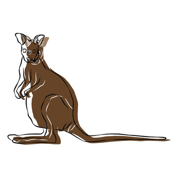 Illustration:Beautiful kangaroo picture