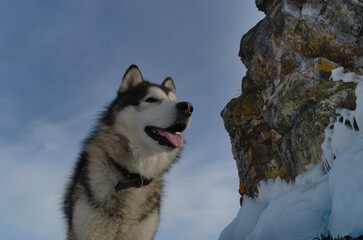 Alaskan Malamute dog on a winter walk in the snow