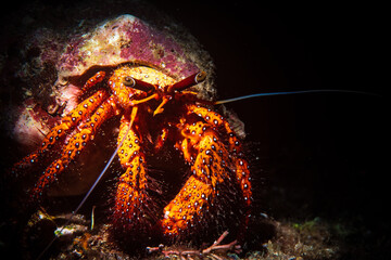 A hermit crab on the reef 