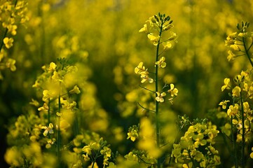 Fototapeta premium Rapeseed field at sunset. Beautiful yellow nature background for spring and spring time. Concept for agriculture and industry. (Brassica napus)
