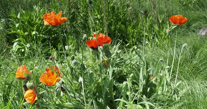 Papaver orientale  - Video of Brilliant orange-scarlet oriental poppies over a mound of hairy and finely dissected leaves cultivated in a garden as ornamental plant