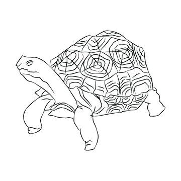 Illustration:Beautiful turtle image