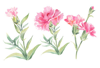 Clipart carnation, pink garden flowers. Lovely illustrations.