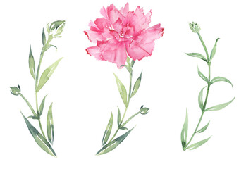 Clipart branches and flowers of carnations. Wildflowers.