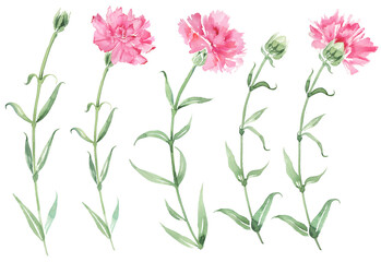 Delicate field carnations, wedding invitation design.
