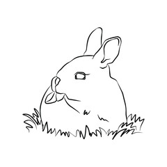 Illustration:Beautiful rabbit photo