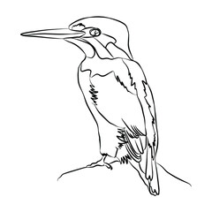 Obraz premium Illustration:Beautiful bird picture