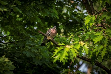 Dove sits on a branch