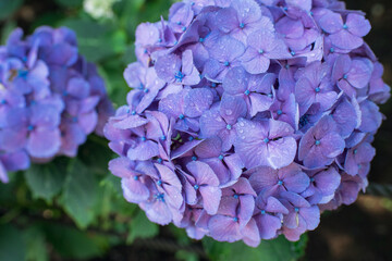 接写した雨の水滴がついたアジサイ　日本の梅雨　Hydrangea flower with raindrops, rainy season in japan