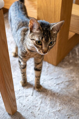 cat on a wooden table