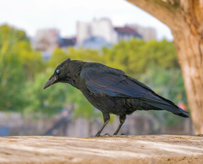 Corbeau