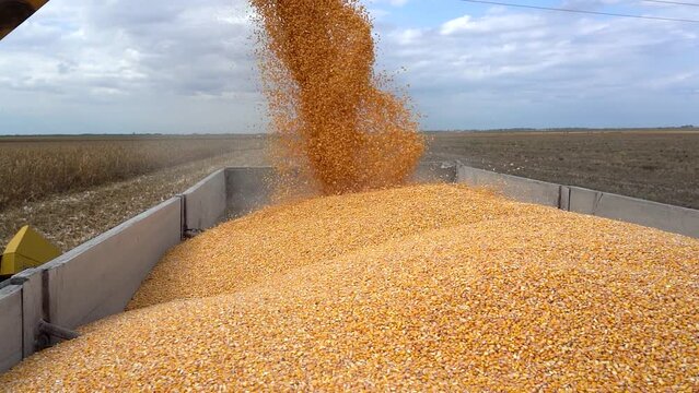 Combine Harvesting Corn And Unloading Grains Into Tractor Trailer. Corn Grain Falling from Combine Auger into Grain Cart. Harvest Time. Corn Grain Yield. 