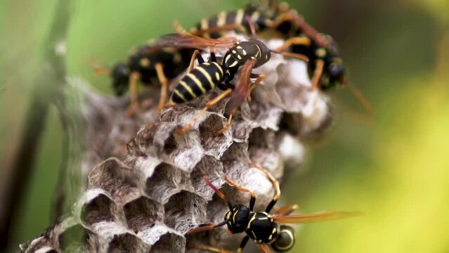 Close up. Insects. Vespiary. Wasps in a wasp nest. Honeycombs of a hornet's nest.