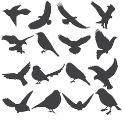silhouettes of birds, Vector bird. New vector set