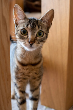 close up of cat