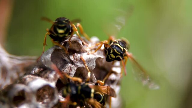 Close up. Wasps build a hornet's nest. Honeycombs of a hornet's nest. Insects