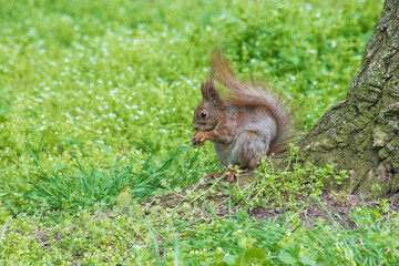 Photo of a squirrel outdoors in the forest