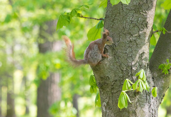 Photo of a squirrel outdoors in the forest