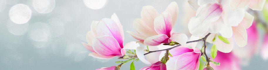 Naklejka premium Blossoming pink magnolia Flowers