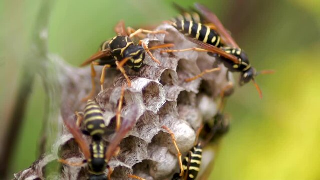 Close up. Vespiary. Wasp nest in the wild. Wasps in a hornet's nest