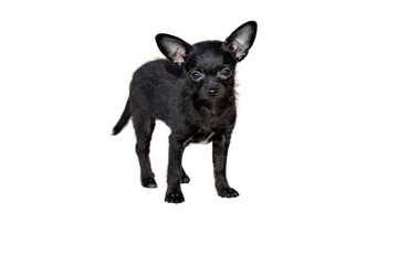 Black Chihuahua mix Dog Standing on White