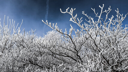 Snow Twigs