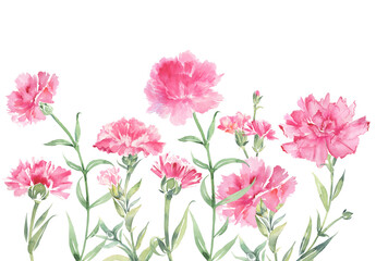 Wildflowers - pink carnations. Flowers border. Wildflowers background.