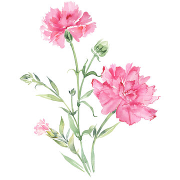 Card for mom with pink carnations. Cute flowers illustration.