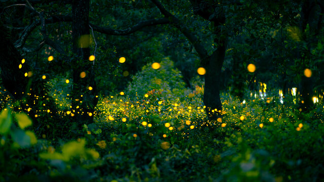 Firefly flying in the forest. Fireflies in the bush at night at Prachinburi, Thailand. Bokeh light of firefly flying in forest night time. Add noise and film grain, selective focus.