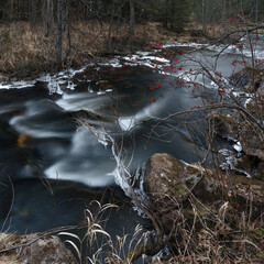 Panorama of a fast water stream in a forest river with icicles, rowan branches and thickets of dry grass in the foreground, panorama. High resolution and detail.