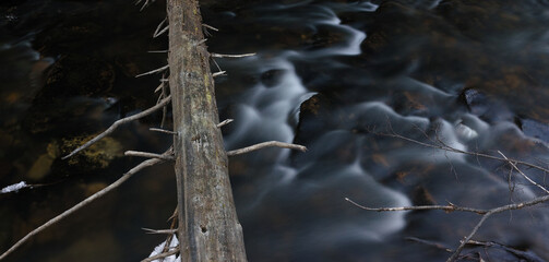 The trunk of a dry conifer on the background of the forest river water stream, panorama. High resolution and detail.