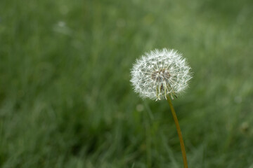 dandelion on a green background photographed close up