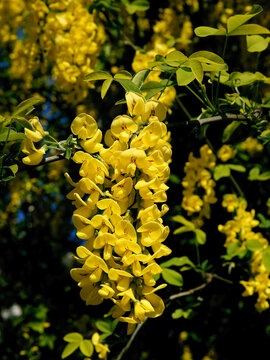 yellow flowers of Common laburnum - laburnum anagyroides,
