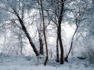 Cold winter forest with snow and hoarfrost. Atmospheric winter landscape. beautiful nature for background.