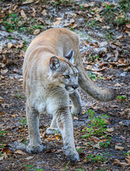 A young Florida panther walks through tropical vegetation