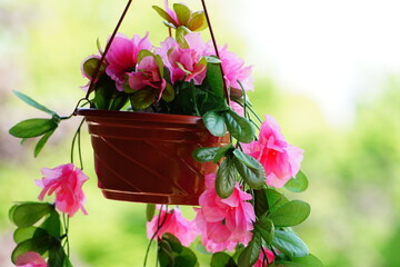 Fake pink flowers dangle from a flower pot outside on the balcony