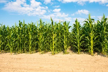 Gardinen field with green corn on a sunny day © ksena32