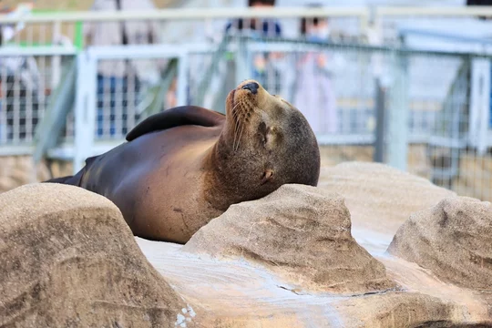 水の中のオットセイ の画像 30 件の Stock 写真 ベクターおよびビデオ Adobe Stock
