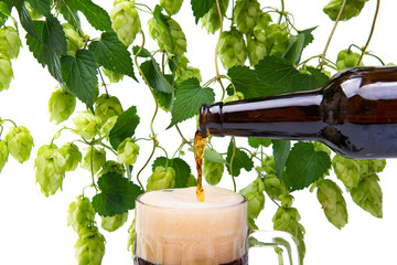 beer with hop vines isolated