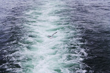 Seagull in Ocean