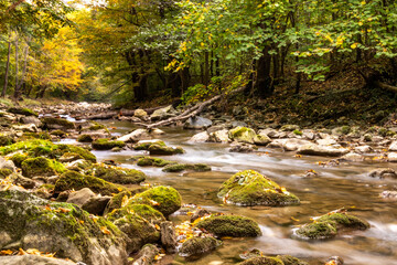 Herbstwald, Fluss mit Steinen, Moos, Helental, Baden bei Wien
