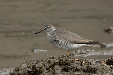 泥の山に立つキアシシギ