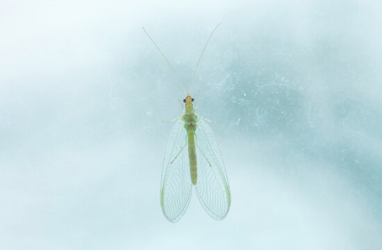 Green lacewings sitting on dirty glass.  Chrysopidae insect or net-winged insects close up