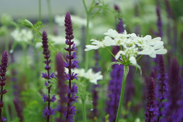 flowers that bloom in spring