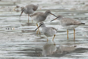 キアシシギの群れ