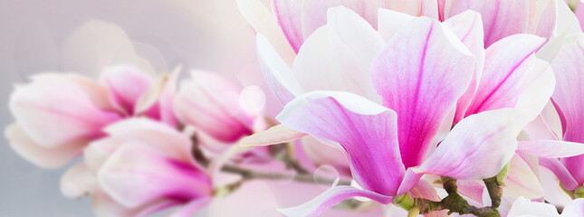 Blossoming pink magnolia Flowers